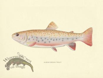 Trout - Albino Brook